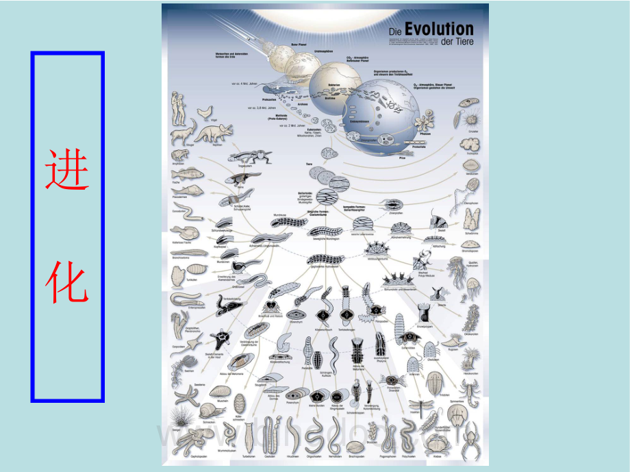 动物生物学-进化.pdf