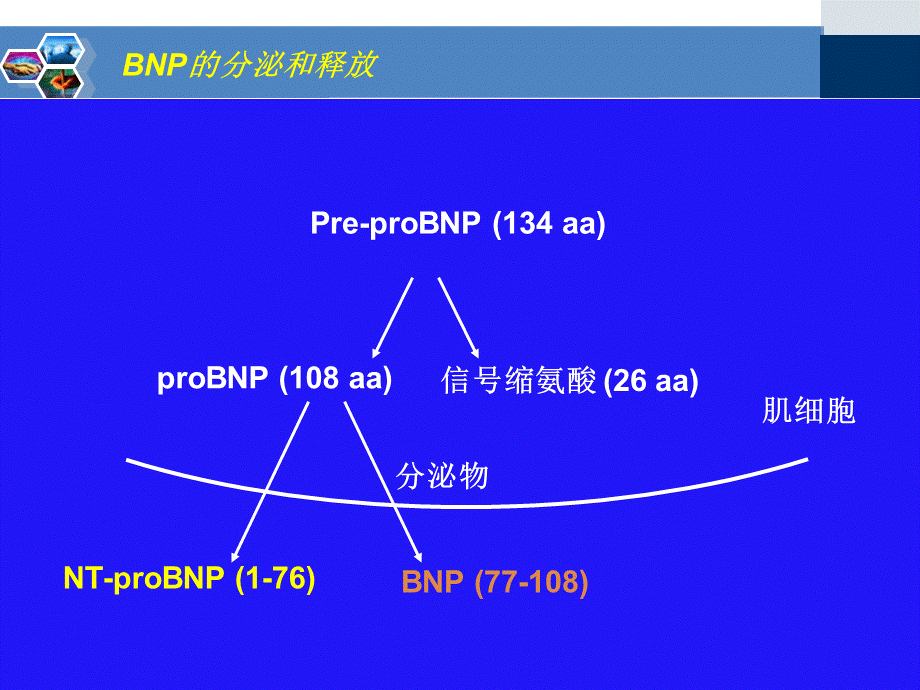 BNP与NT-proBNP主要区别PPT推荐.ppt_第3页