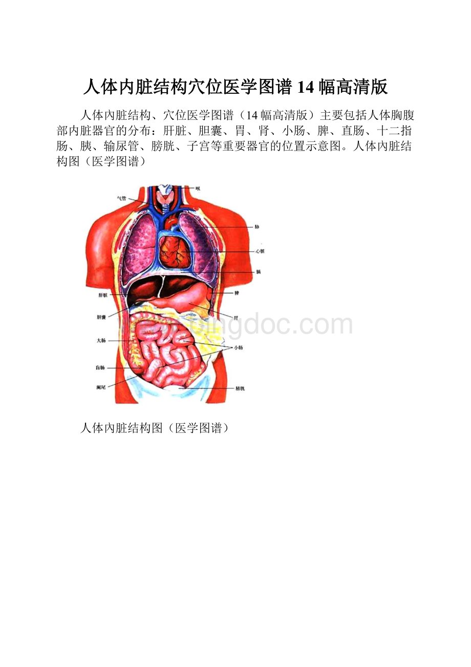 人体内脏结构穴位医学图谱14幅高清版.docx_第1页