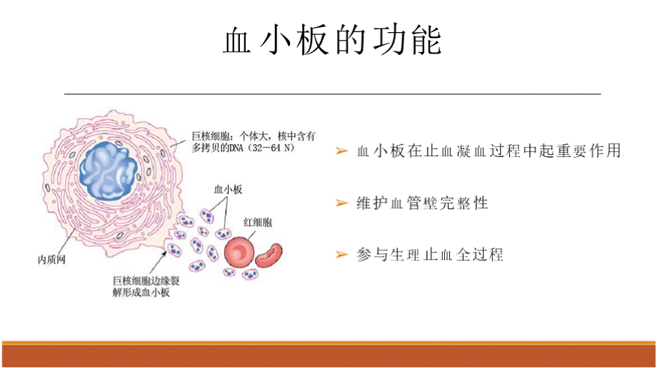 成人原发免疫性血小板减少症诊断与治疗.pptx_第3页