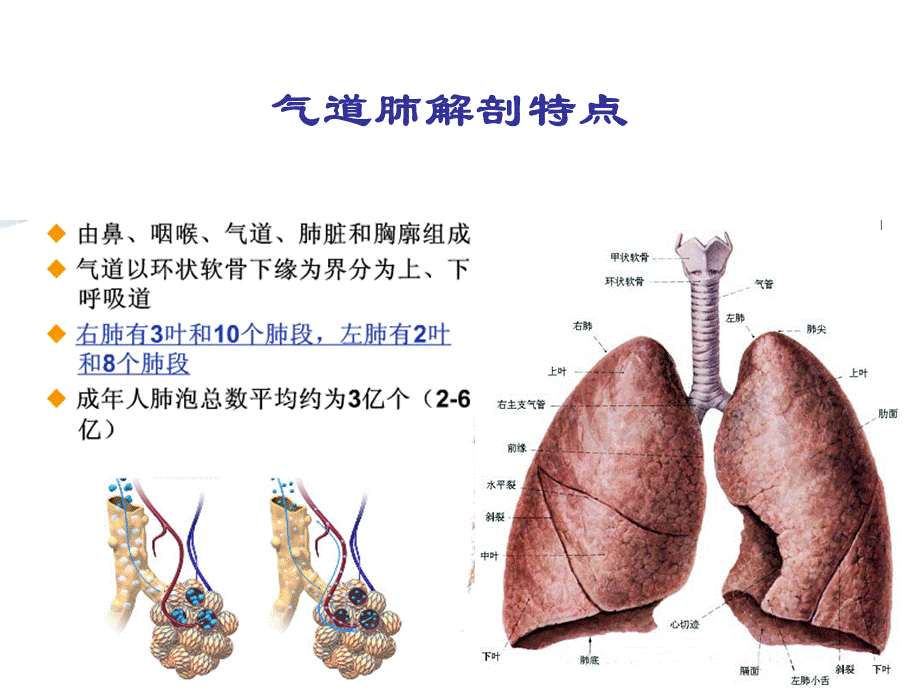 10呼吸系统PPT课件下载推荐.ppt_第2页