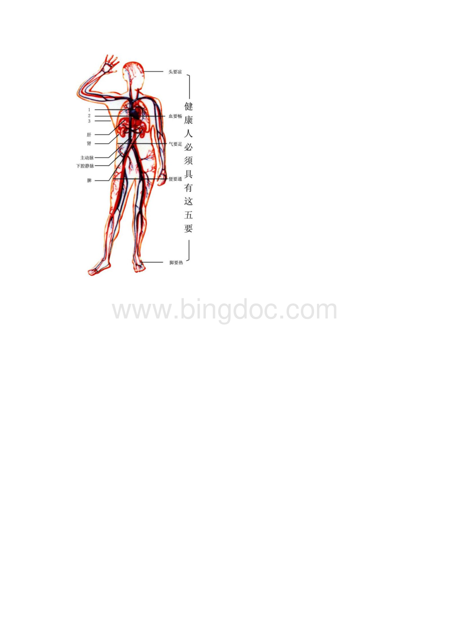 人体血液循环系统示意图Word下载.docx_第3页