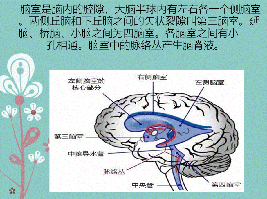 脑室出血护理查房PPT格式课件下载.pptx_第3页