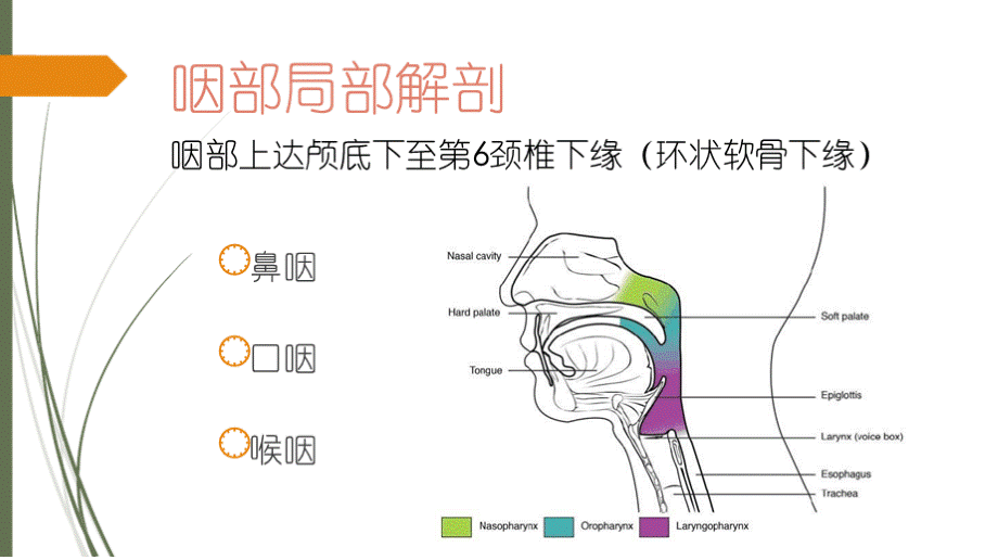 咽部良恶性肿瘤.pptx_第3页