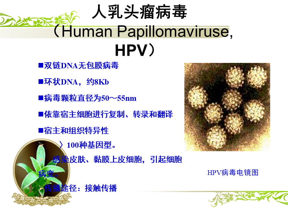 HPV课件.pptx_第3页