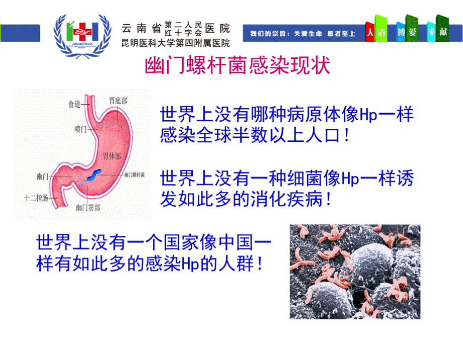 HP的诊治策略__培训课件.pptx_第2页