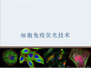 细胞生物学-细胞免疫荧光技术PPT文档格式.pptx