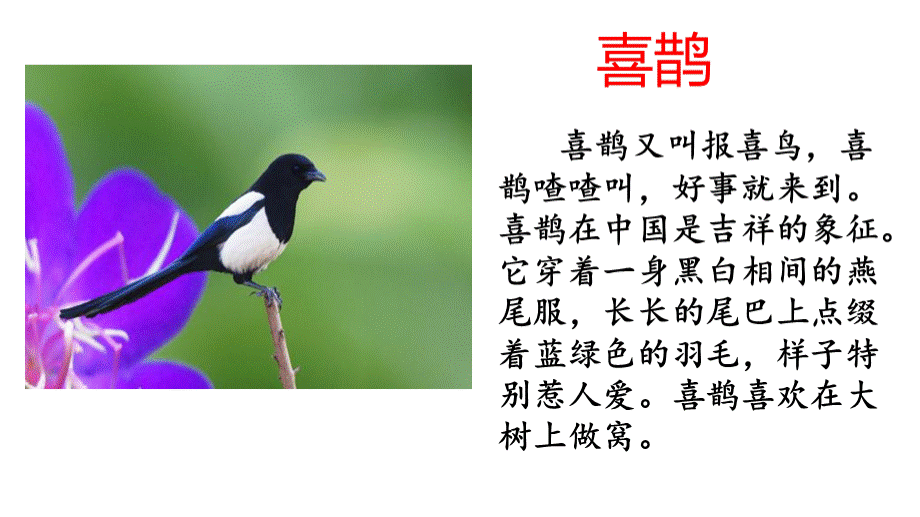 9枫树上的喜鹊(公开课课件).pptx_第2页