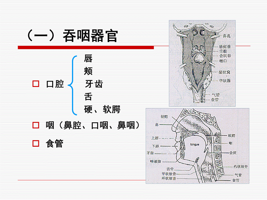 第十一章吞咽障碍.ppt_第3页