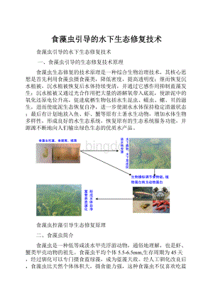 食藻虫引导的水下生态修复技术.docx