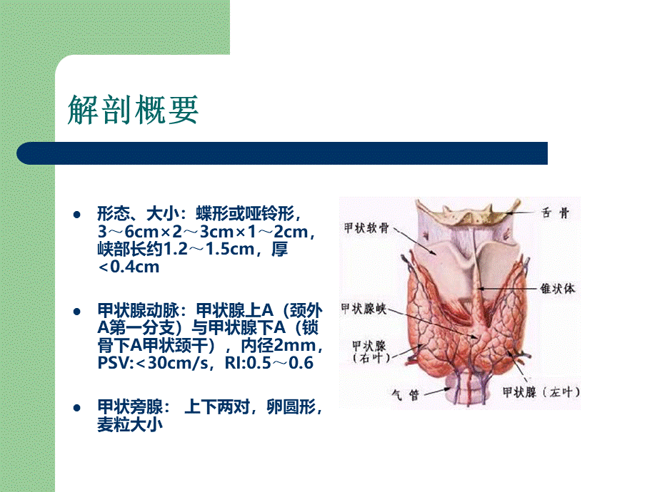 甲状腺与甲状旁腺.ppt_第2页