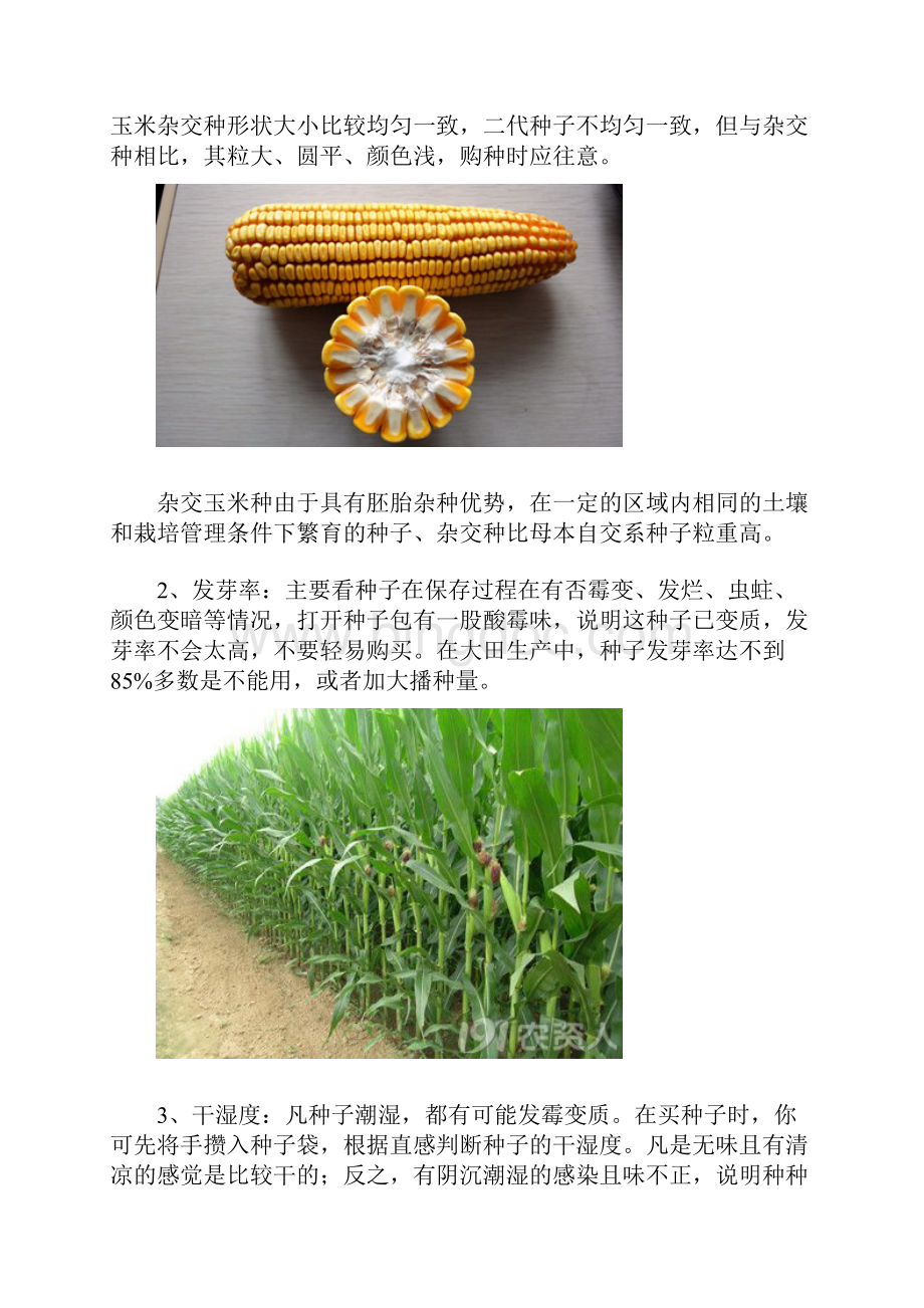 如何区分玉米品种的好坏.docx_第2页