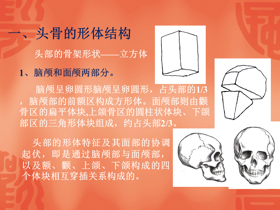 人的头部结构解剖——头骨.ppt_第2页