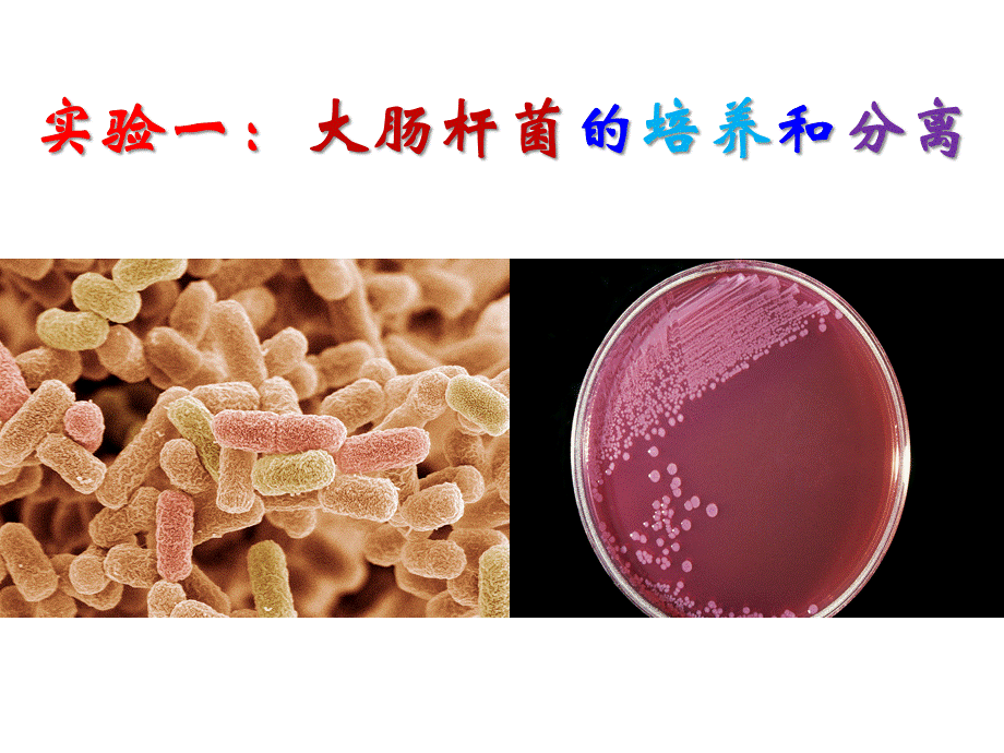 实验一：大肠杆菌的培养和分离(29张PPT).pptx