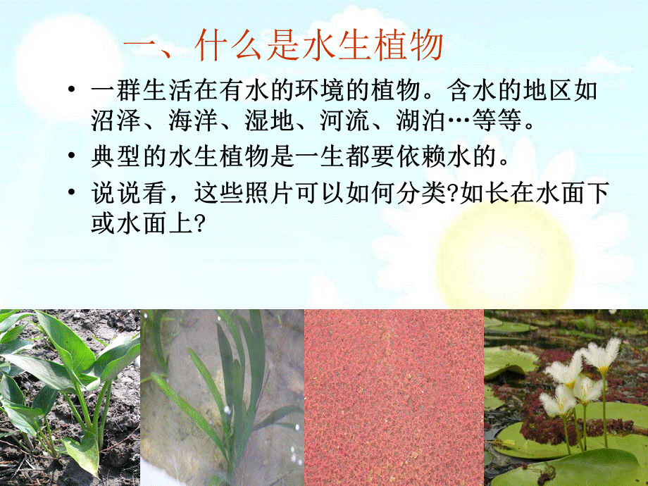 水生植物(详细).ppt_第2页