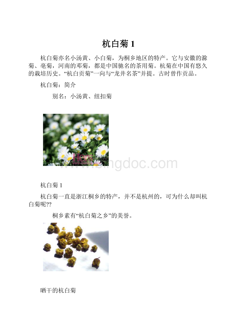 杭白菊1文档格式.docx