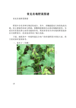 常见有毒野菜图谱Word文档格式.docx