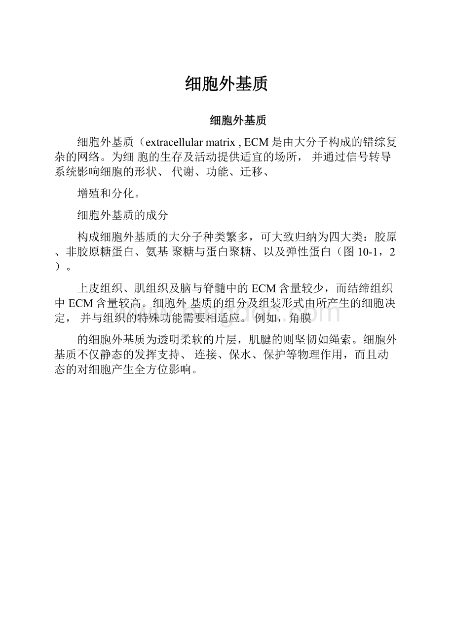 细胞外基质文档格式.docx