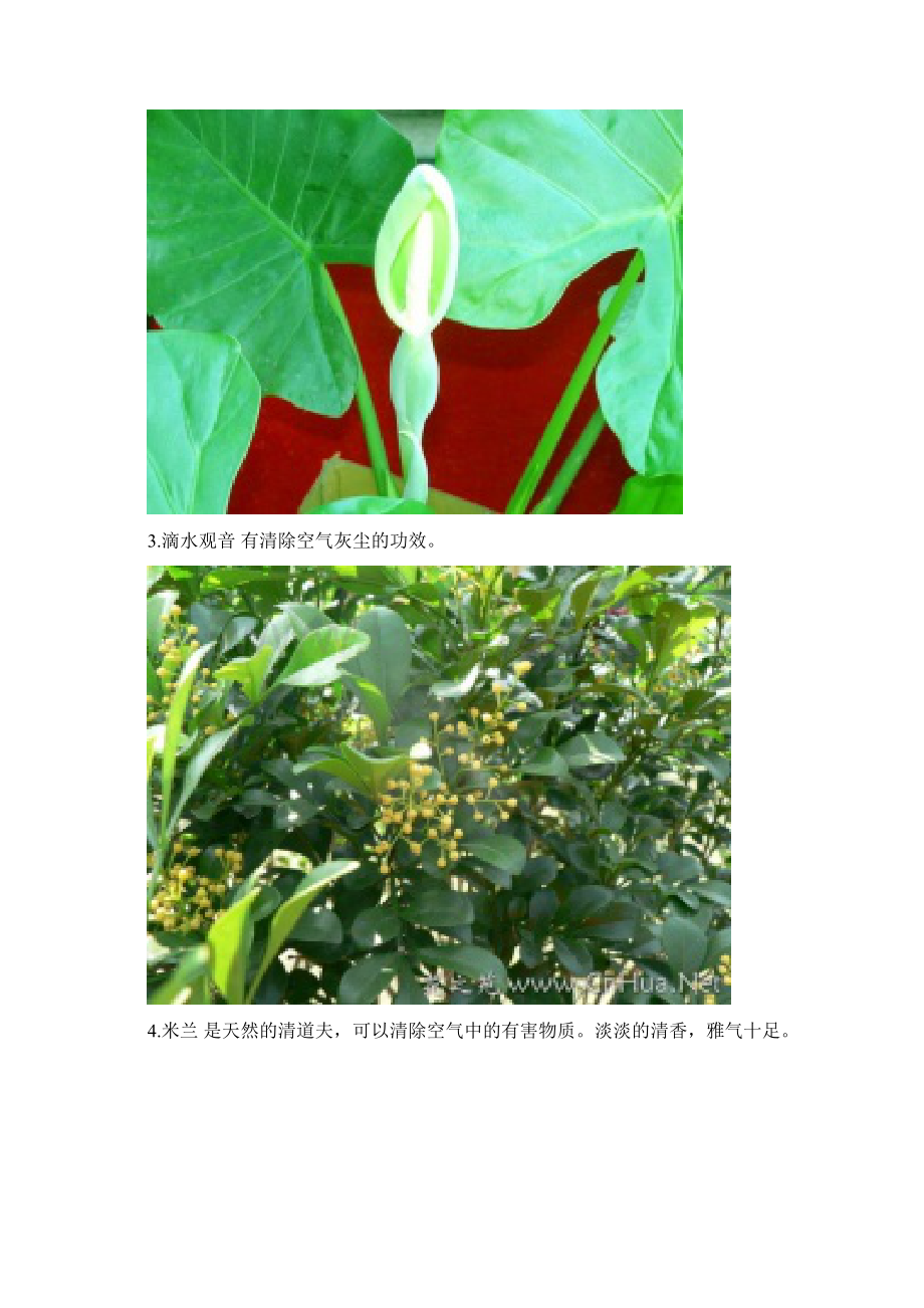 适宜室内栽植的保健植物汇总.docx_第3页