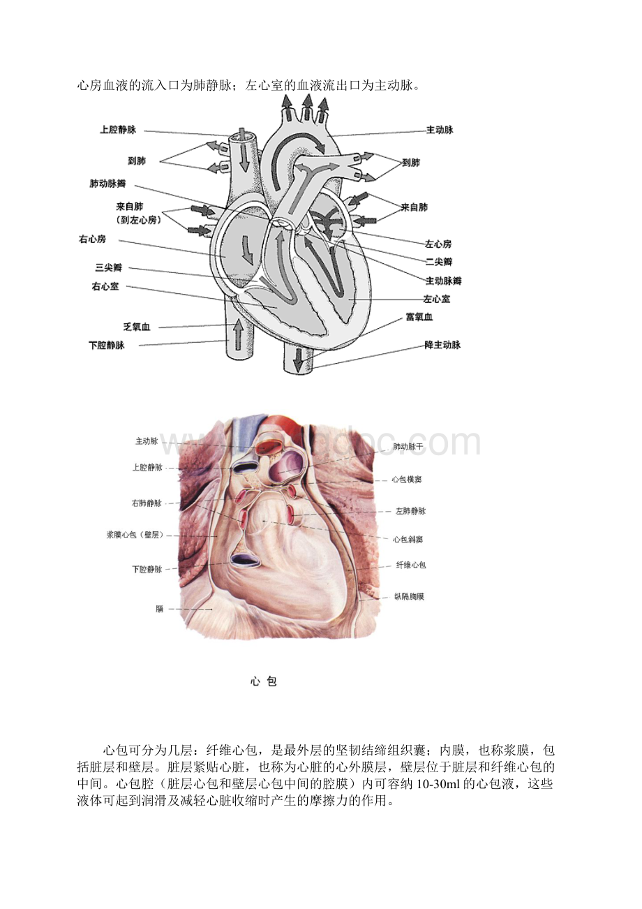 心脏的解剖结构及生理.docx_第2页