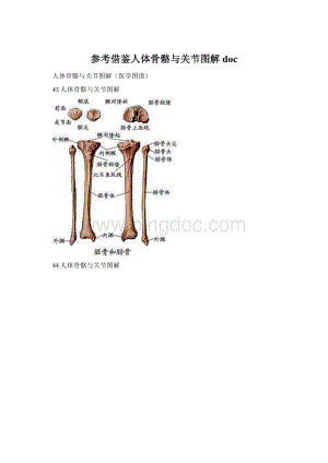 参考借鉴人体骨骼与关节图解docWord格式.docx