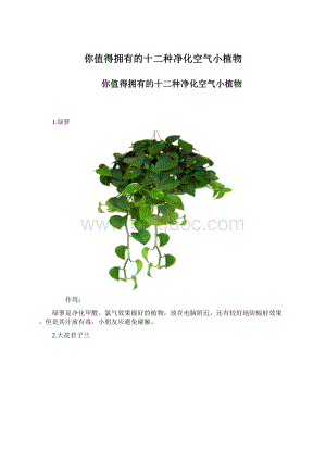 你值得拥有的十二种净化空气小植物.docx