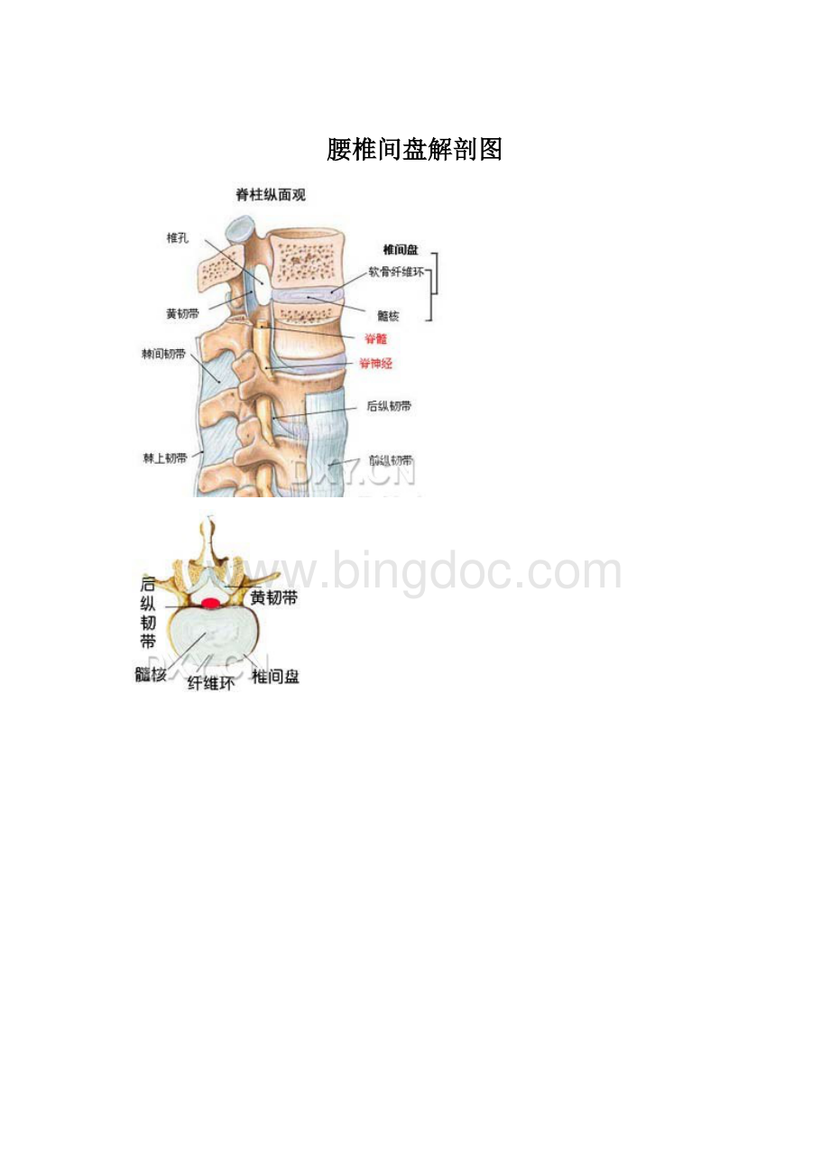 腰椎间盘解剖图.docx_第1页