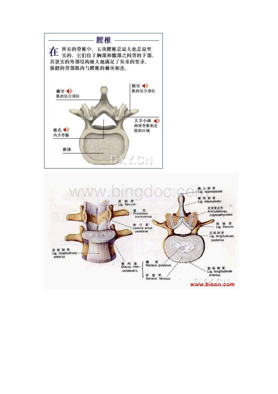 腰椎间盘解剖图Word下载.docx_第2页