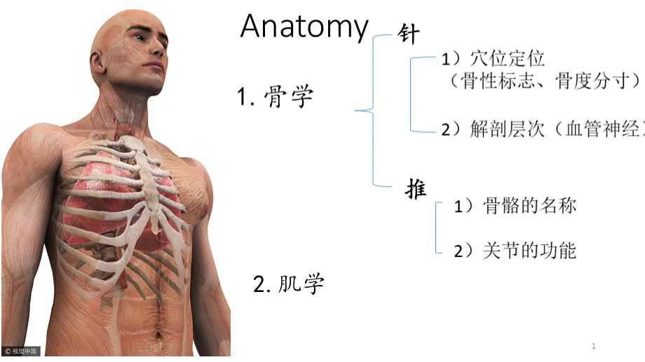 Anatomy(骨骼与肌肉).pptx