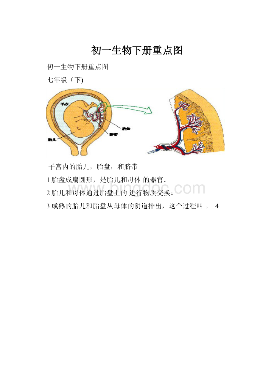 初一生物下册重点图.docx_第1页