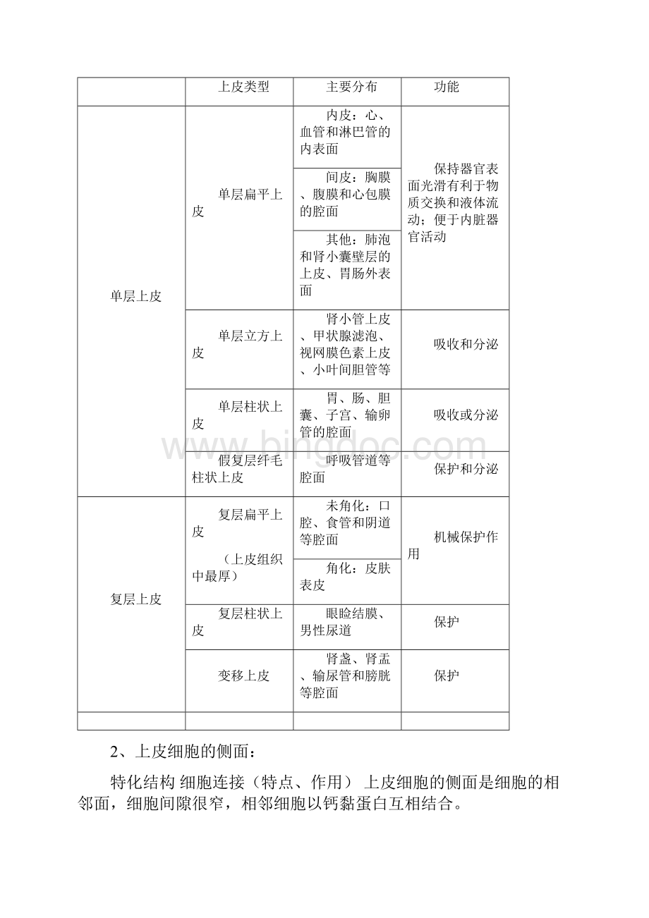 组织学与胚胎学重点归纳1.docx_第2页