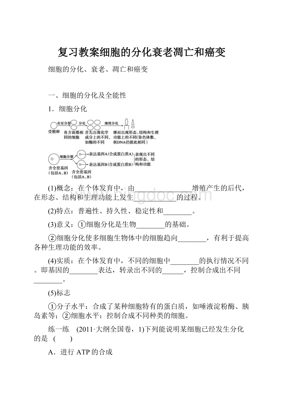 复习教案细胞的分化衰老凋亡和癌变Word文件下载.docx_第1页