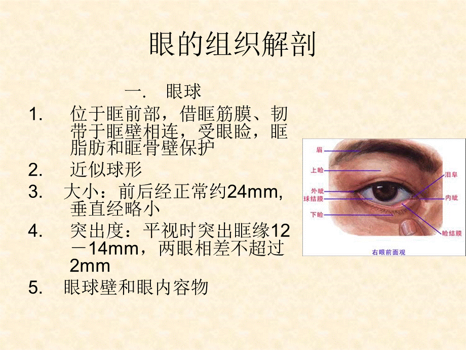 眼的解剖与眼科基础知识.ppt_第3页
