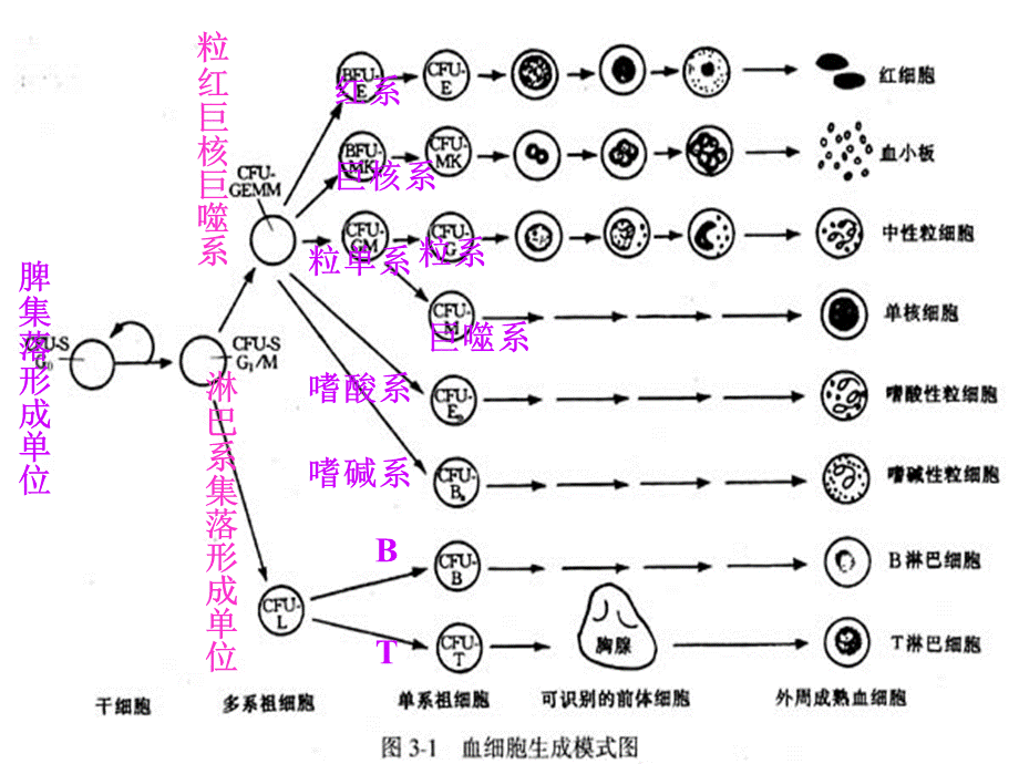 常用血液生化检查正常值及临床意义.ppt_第3页