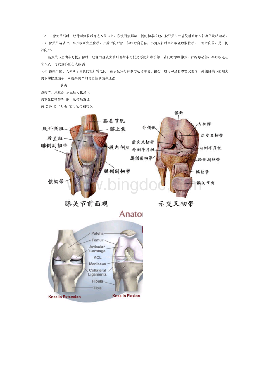 膝关节解剖图详解.doc_第2页