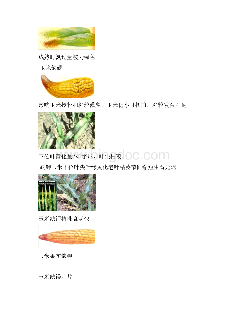 玉米养分缺失诊断.docx_第3页