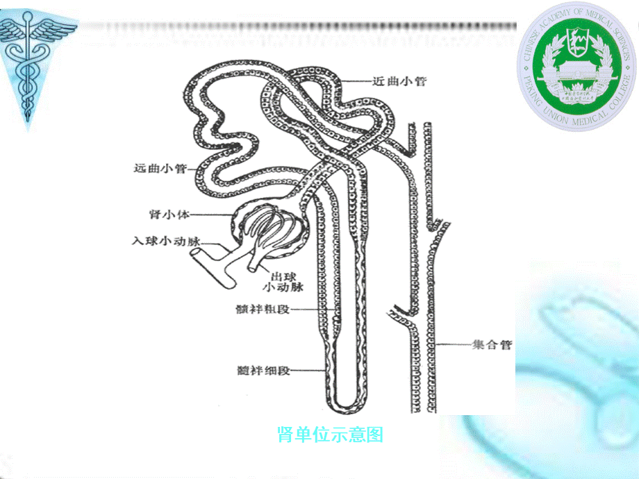 原发性肾小球肾炎.ppt_第3页