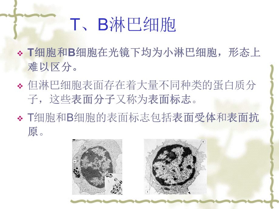 免疫细胞.ppt_第1页
