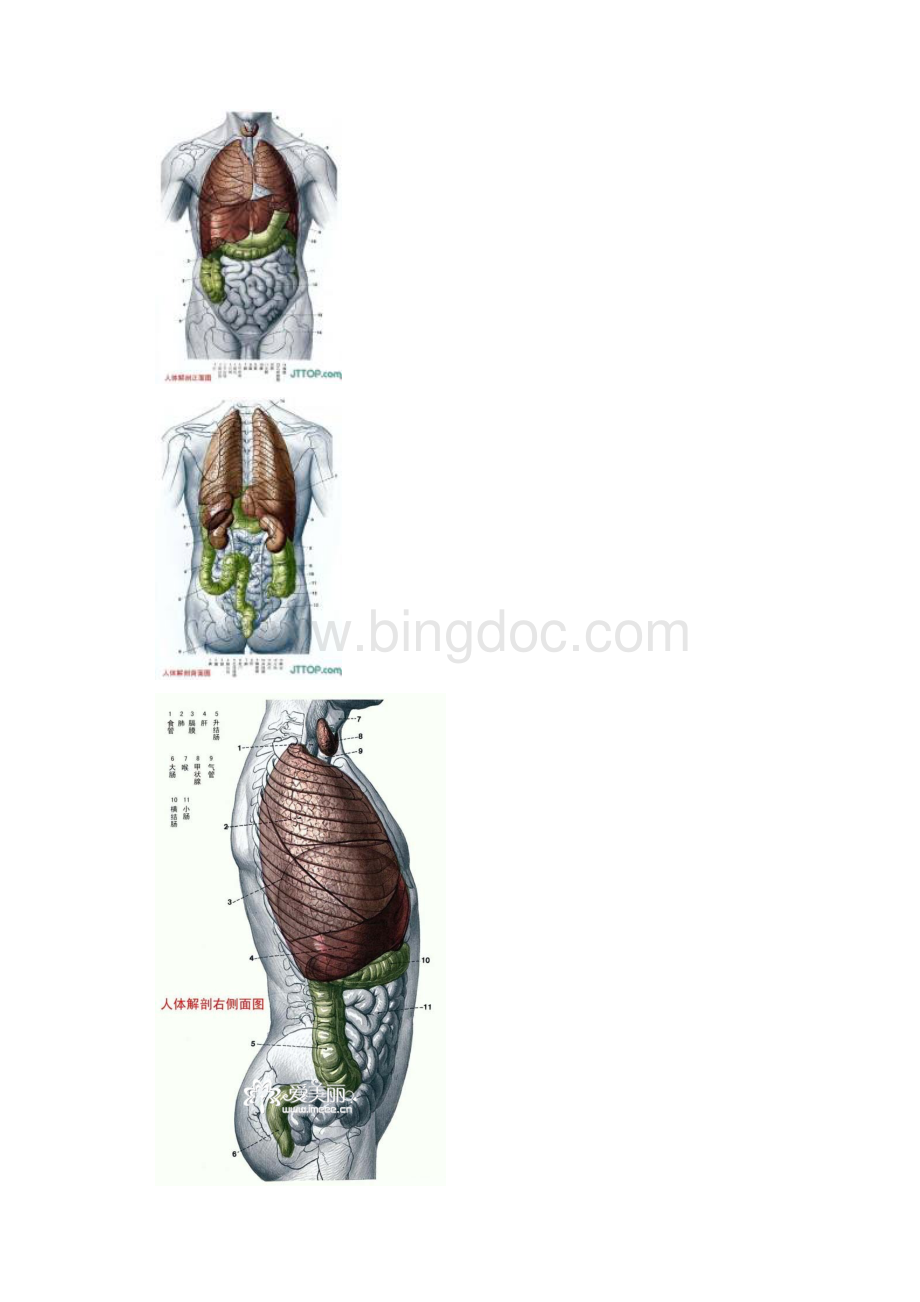 人体各部分与内脏解剖图全.docx_第2页