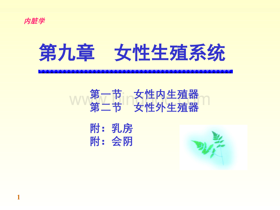 解剖学女性生殖系统.ppt