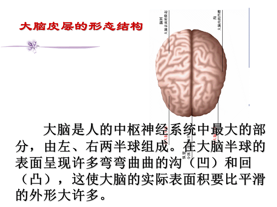 大脑皮层是神经系统的最高级中枢.ppt_第2页