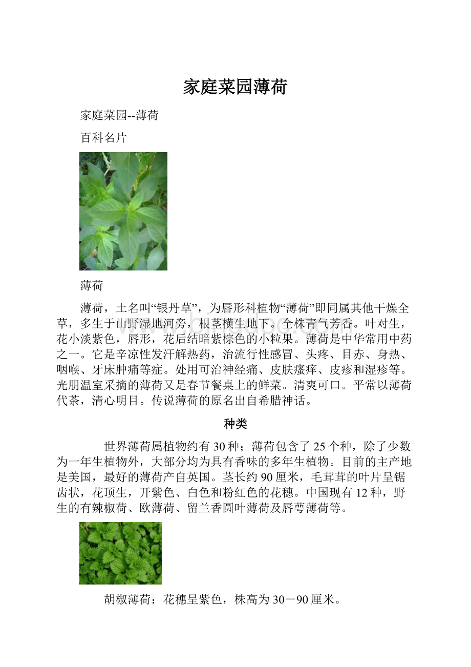 家庭菜园薄荷Word格式文档下载.docx_第1页