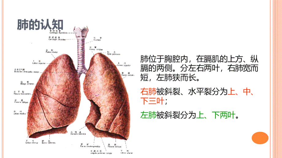 肺癌疾病诊断治疗知识.pptx_第2页