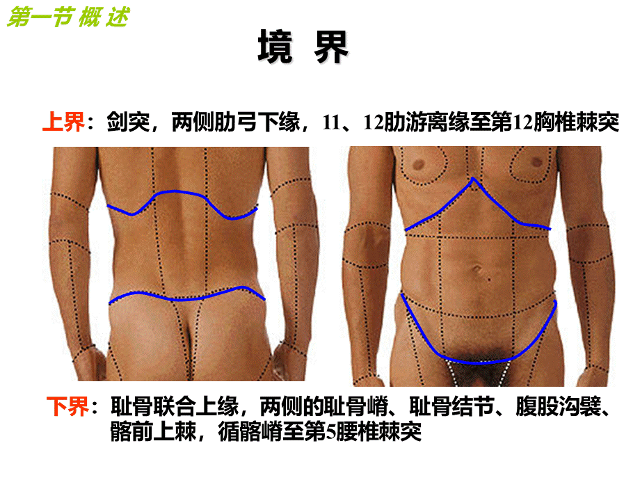 腹部局部解剖.ppt_第2页