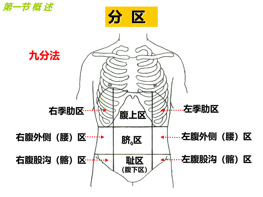 腹部局部解剖.ppt_第3页