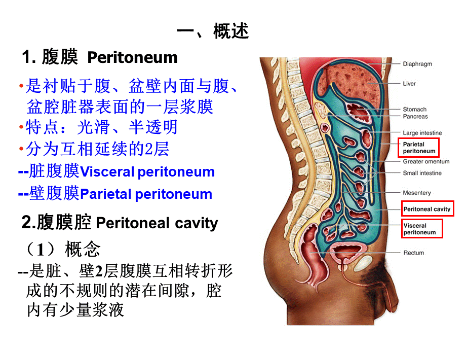 腹膜与腹膜腔局部解剖.ppt_第3页