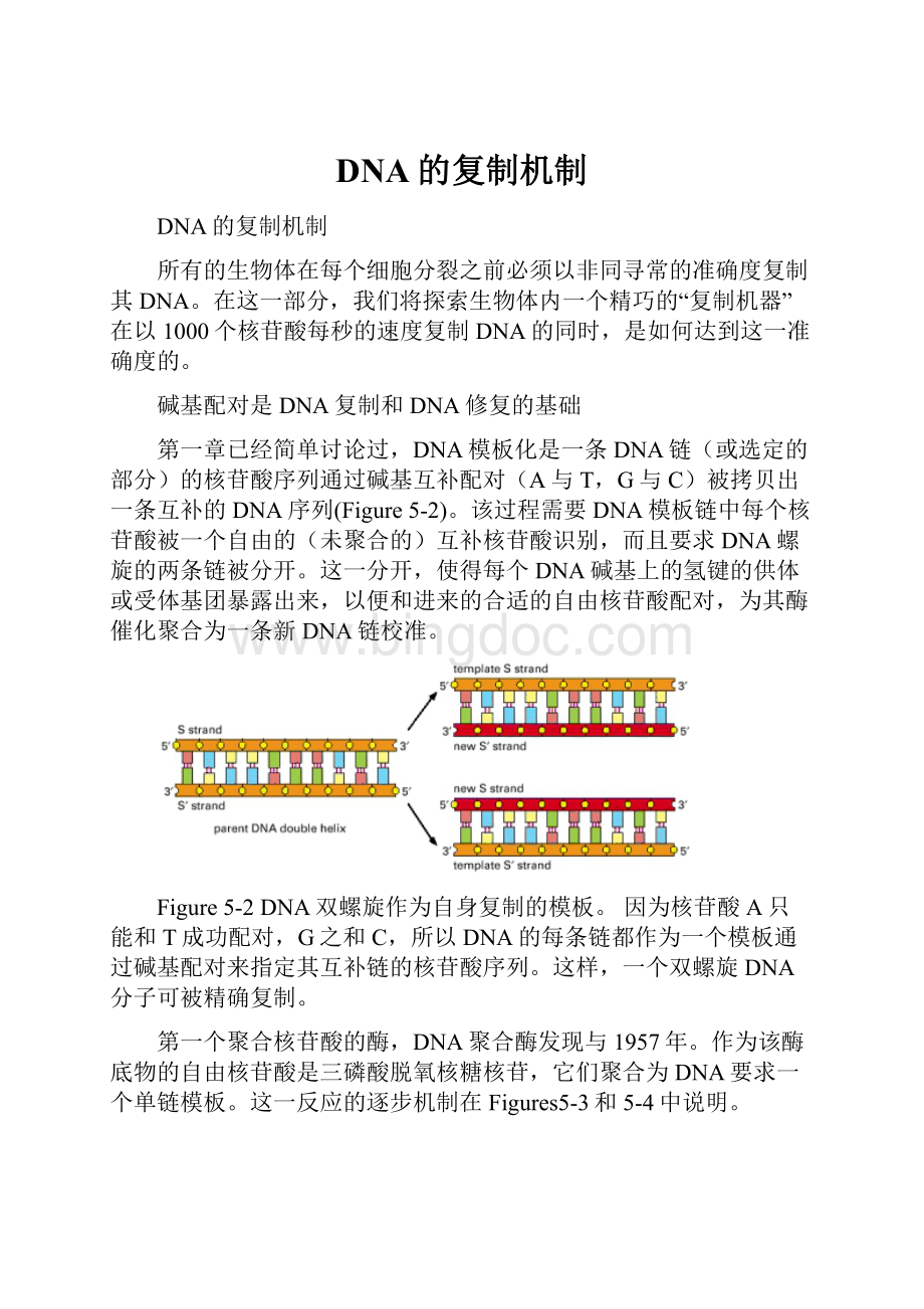 DNA的复制机制.docx_第1页