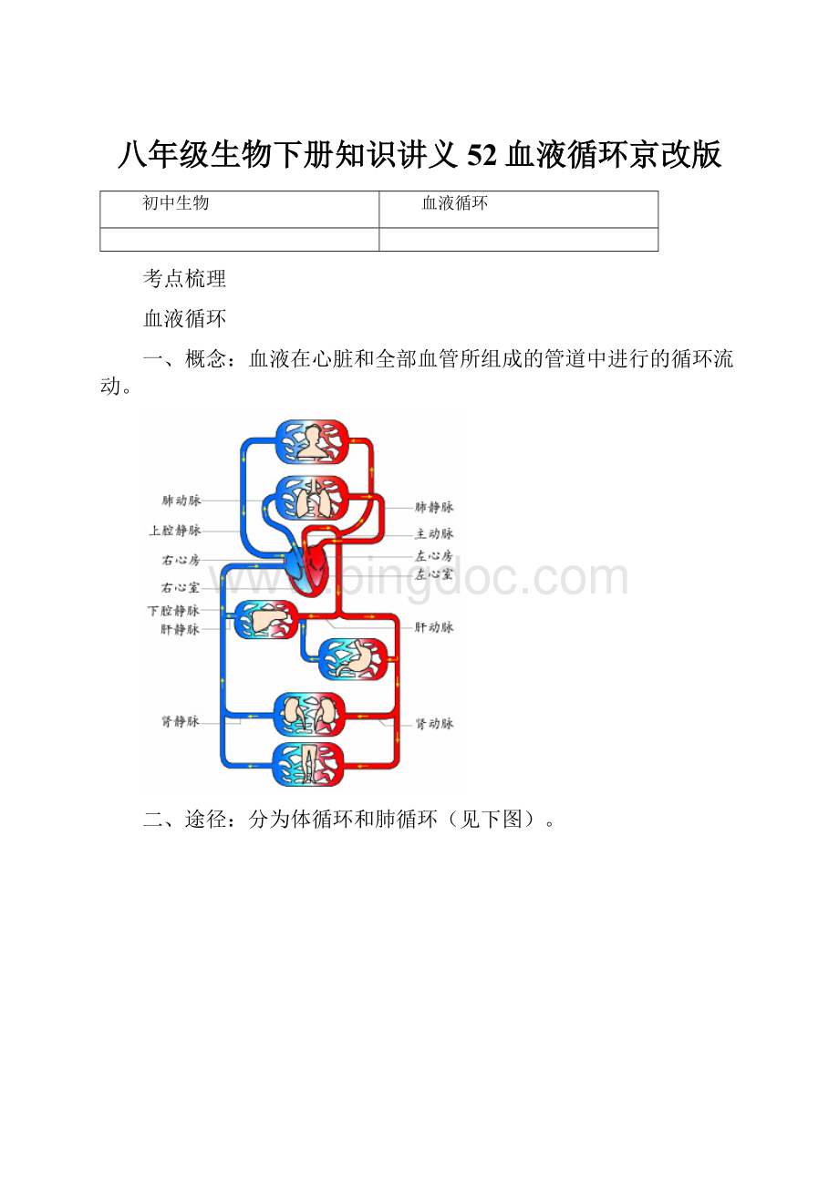 八年级生物下册知识讲义52血液循环京改版.docx_第1页