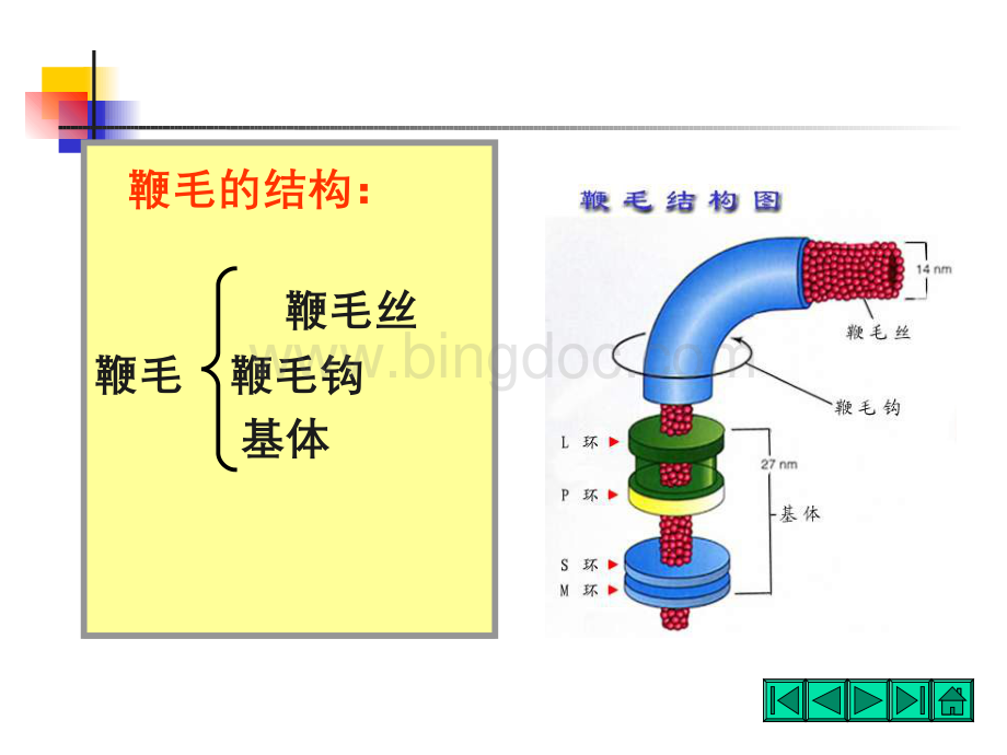 食微细菌-2-4.ppt_第3页