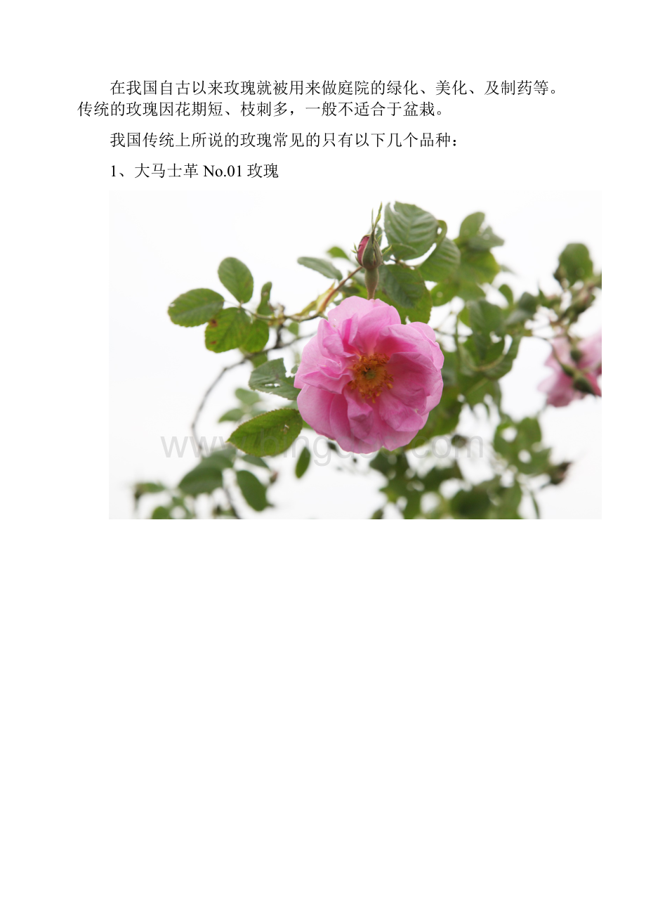 玫瑰专家告诉你玫瑰蔷薇月季之间的关系及区别图片版.docx_第2页